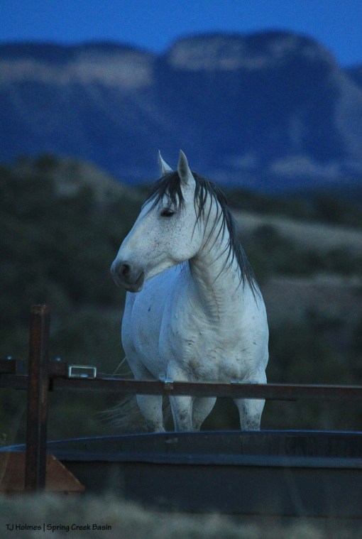 Comanche at the new catchment trough.