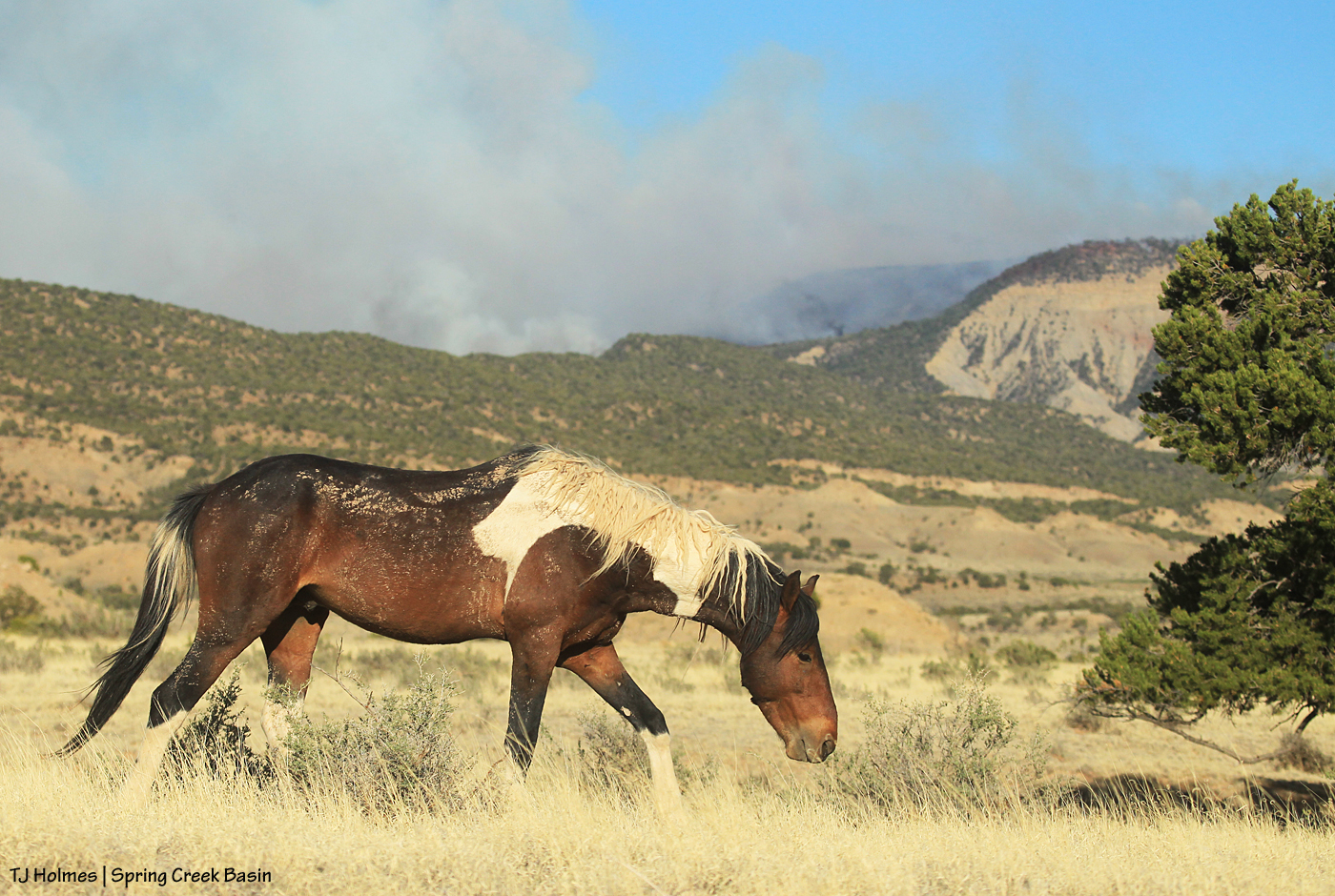 S'aka, Horse Park Fire