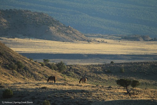 Hollywood and Shane; Filly Peak