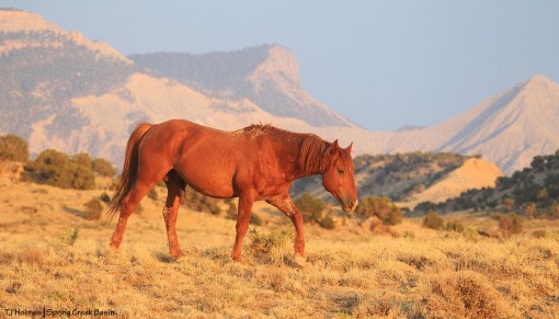 Hayden; Temple Butte, McKenna Peak