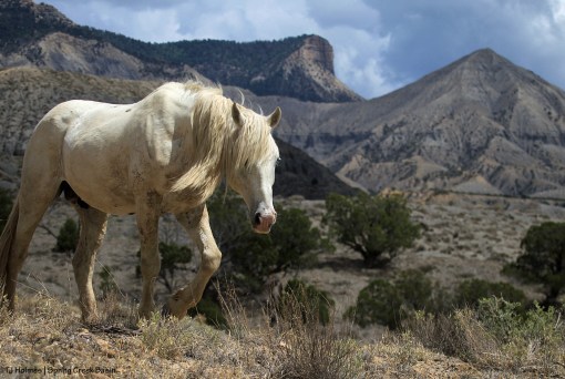 Sundance; McKenna Peak and Temple Butte