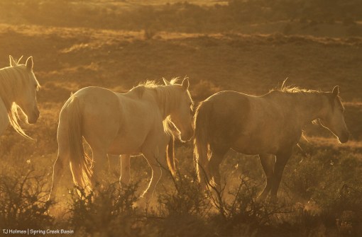 Maia, Alegre and Houdini