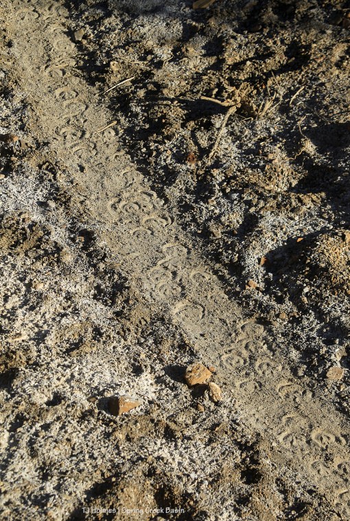 Pony tracks on the trail to water.