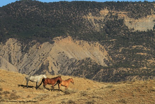Hollywood, Shane and Maia
