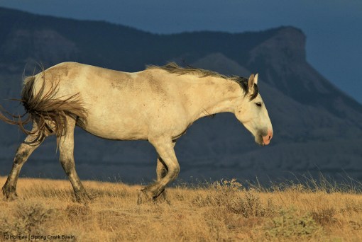 Terra; McKenna Peak and Temple Butte
