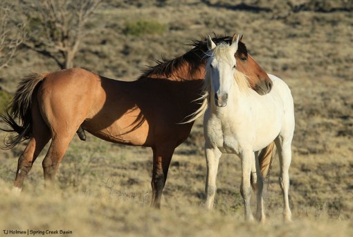Alegre and Hollywood
