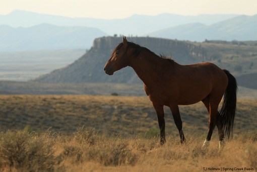 Tenaz; Spring Creek canyon
