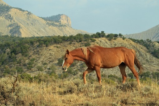 Gaia; McKenna Peak at far right, Temple Butte just left of back center.