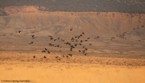 Birds in Spring Creek Basin