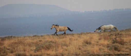 Kestrel and Comanche