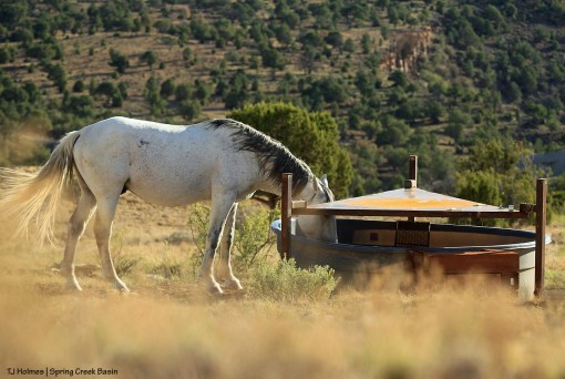 Comanche drinking at the corral catchment.