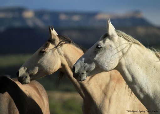 090918piedrakestrel1