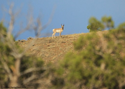 Pronghorn buck on corral hill.