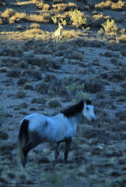 Temple with pronghorn buck