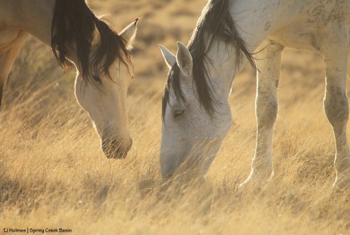 Kestrel and Comanche
