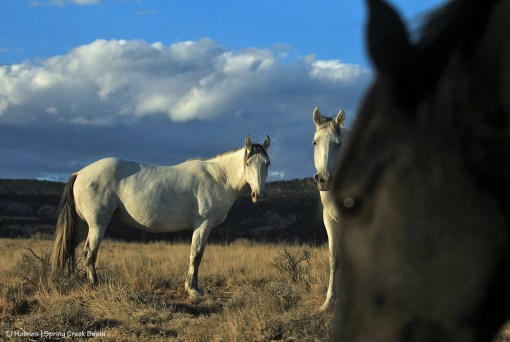 Aurora photobombs Piedra and Terra.