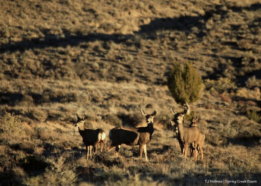 Mule deer does and fawns in Spring Creek Basin.