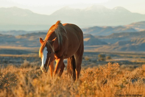 Gaia; La Sal Mountains