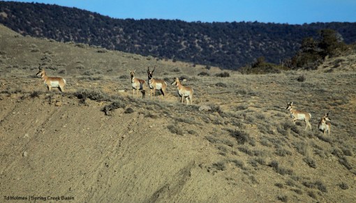 Pronghorn antelope