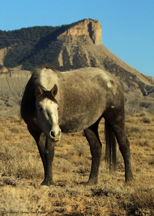 Seneca; Temple Butte