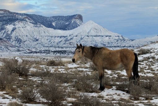 Kestrel; McKenna Peak and Temple Butte