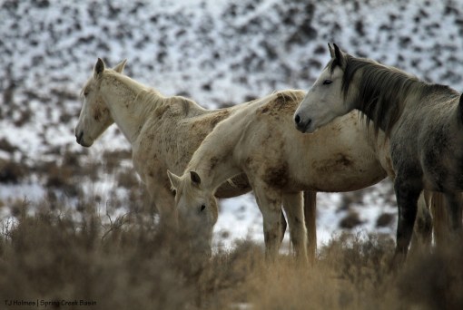 Maia, Alegre and Houdini