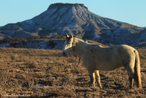 Juniper; Brumley Point