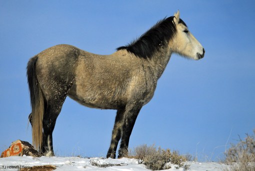Temple, listening to hounds baying