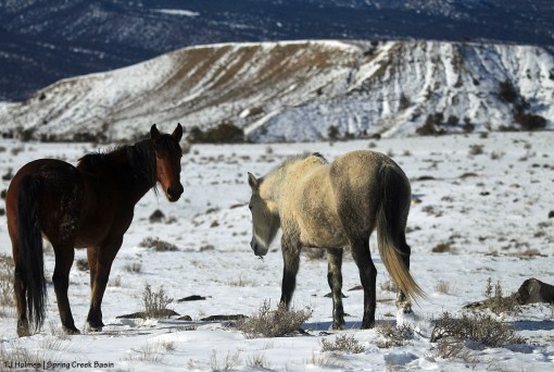 Temple and Madison; Filly Peak