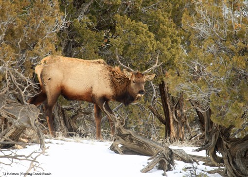 Bull elk, Spring Creek Basin