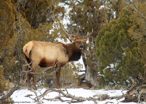 Bull elk, Spring Creek Basin