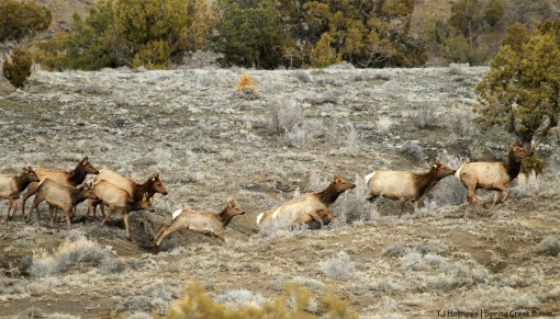Elk in Spring Creek Basin.