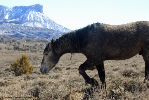 Killian; Temple Butte
