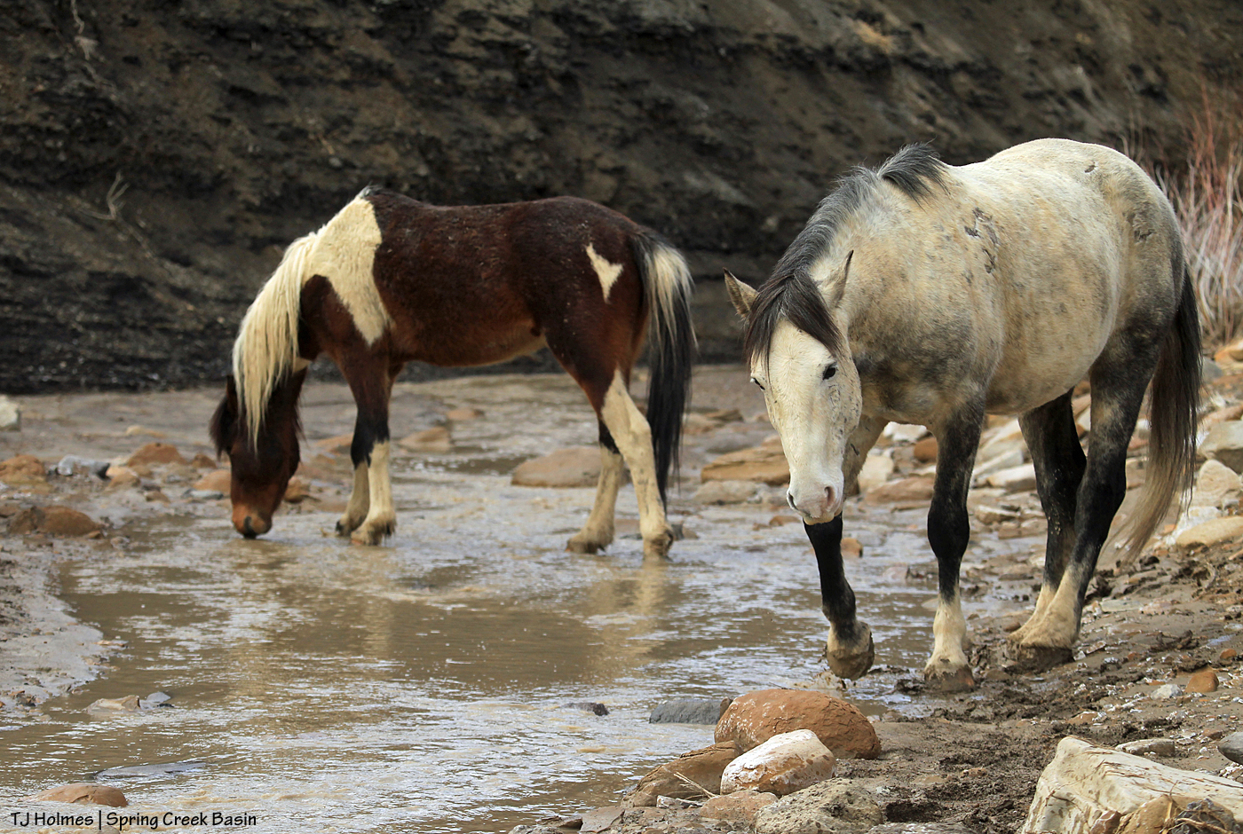 Skywalker and S'aka in Spring Creek, in Spring Creek Basin.