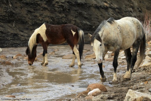 Skywalker and S'aka in Spring Creek, in Spring Creek Basin.