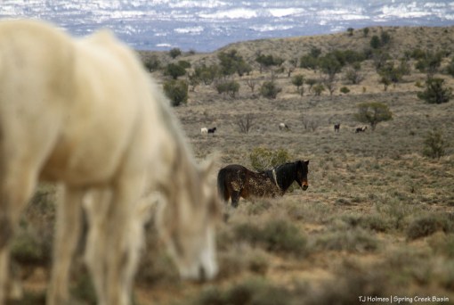 Mysterium and Juniper; Maiku; band