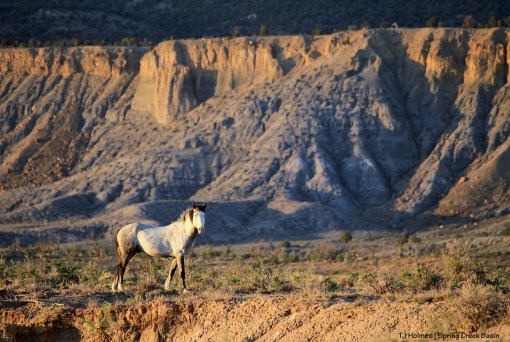 Skywalker; Knife Edge