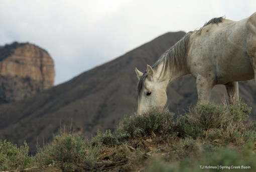 Comanche; McKenna Peak and Temple Butte