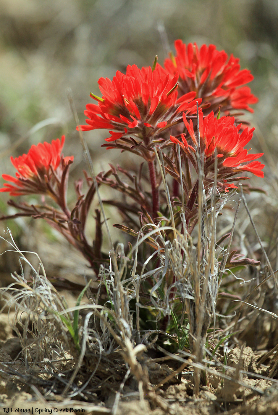 Indian paintbrush