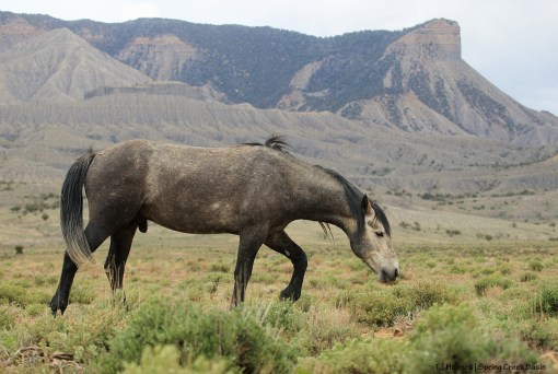 Killian; Temple Butte, McKenna Peak