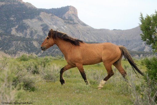 Hollywood; Temple Butte