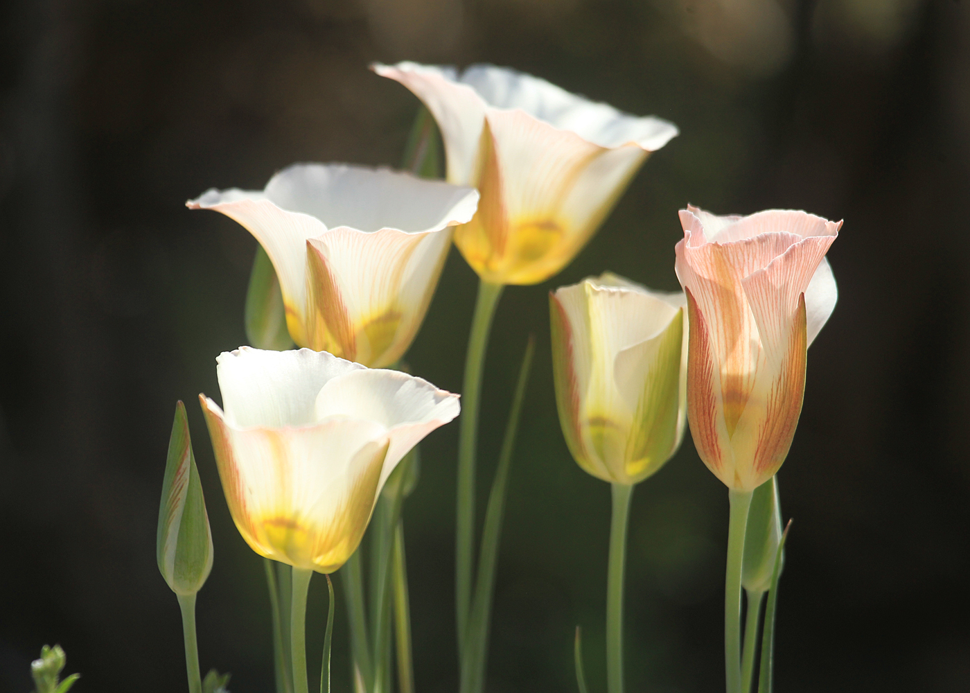 Sego lilies in Spring Creek Basin.