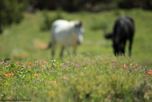 Terra and Aurora with wildflowers.