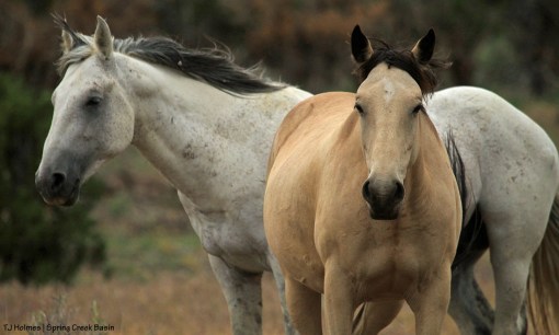 Kestrel and Comanche