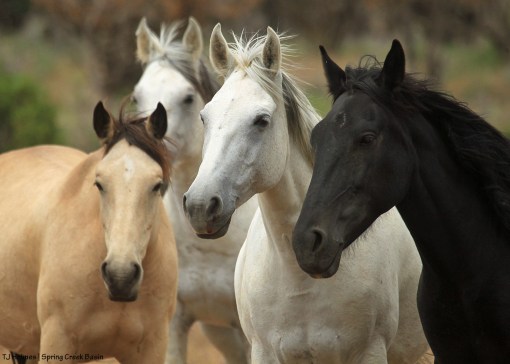 Aurora, Piedra, Kestrel and Comanche