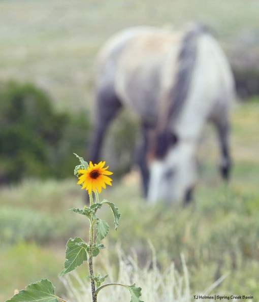 Seneca with sunflower