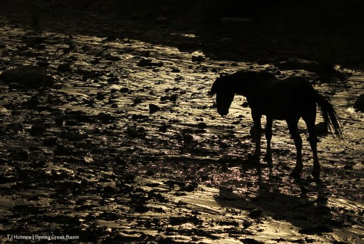 Maiku in Spring Creek