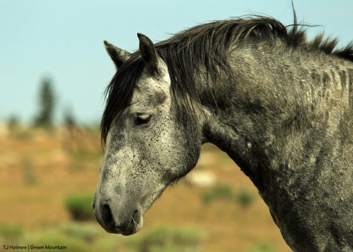 Dark grey stallion on Green Mountain, Wyoming.