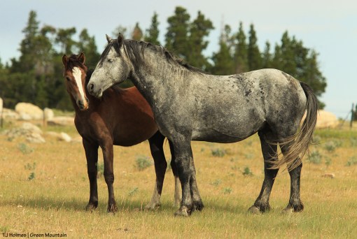 Dark grey stallion and filly on Green Mountain, Wyoming.