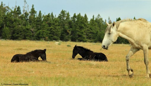 Grey stallion with napping babies on Green Mountain, Wyoming.